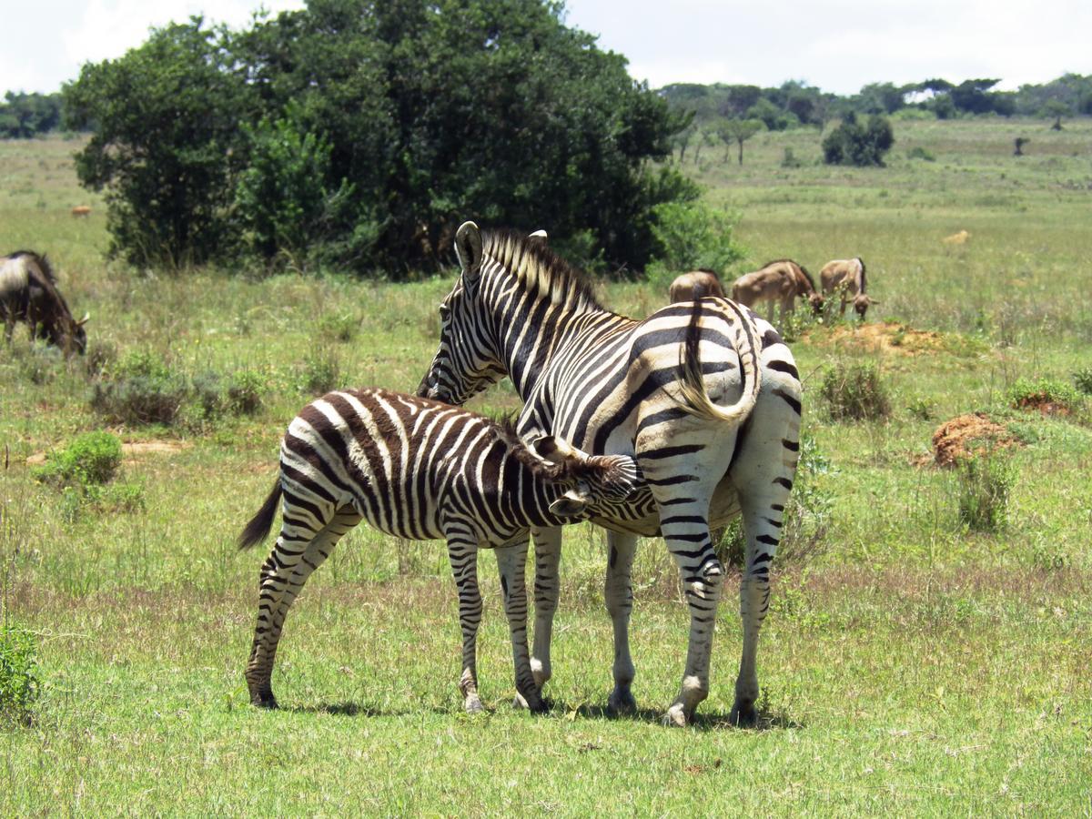 Legend Simba Safari - Legend Golf Safari Resort Golders Green المظهر الخارجي الصورة