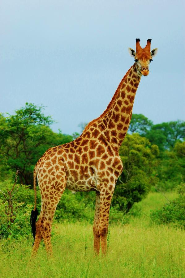 Legend Simba Safari - Legend Golf Safari Resort Golders Green المظهر الخارجي الصورة