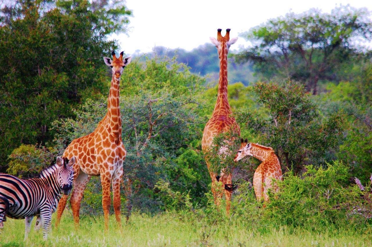 Legend Simba Safari - Legend Golf Safari Resort Golders Green المظهر الخارجي الصورة