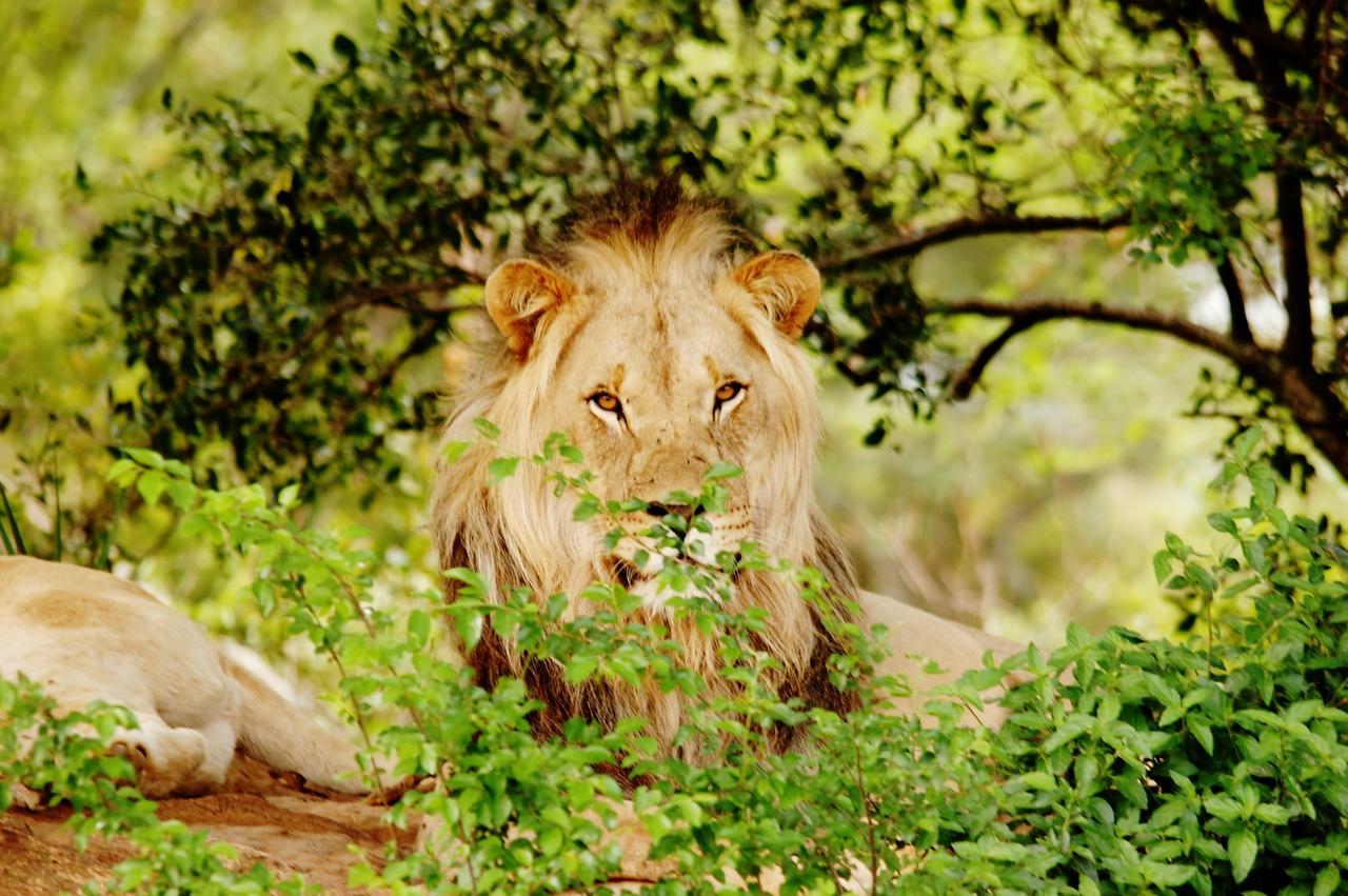 Legend Simba Safari - Legend Golf Safari Resort Golders Green المظهر الخارجي الصورة